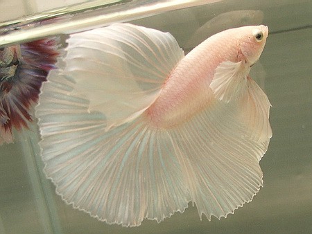Photo:  Ballerina fish.